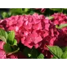 Hydrangea macrophylla RED BARON