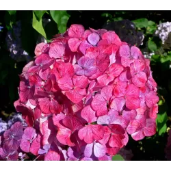 Krūminė hortenzija - Hydrangea serrata PREZIOSA