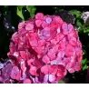 Krūminė hortenzija - Hydrangea serrata PREZIOSA