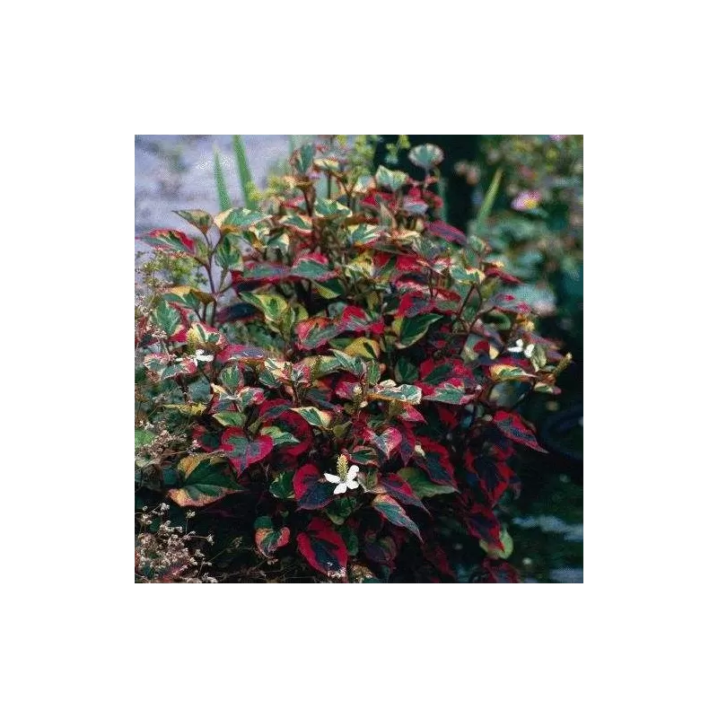 Širdžialapių stimburių Chameleon sodinukai su pristatymu į namus