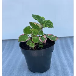 Širdžialapių stimburių Chameleon sodinukai su pristatymu į namus