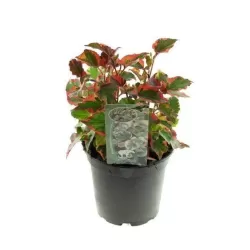 Širdžialapių stimburių Chameleon sodinukai su pristatymu į namus