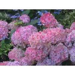 Krūminė hortenzija - Hydrangea serrata PREZIOSA