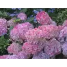 Krūminė hortenzija - Hydrangea serrata PREZIOSA