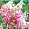 Hydrangea paniculata CONFETTI