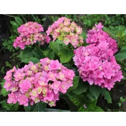 Hydrangea macrophylla You&Me® EXPRESSION