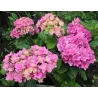 Darželinė hortenzija - Hydrangea macrophylla You&Me® EXPRESSION