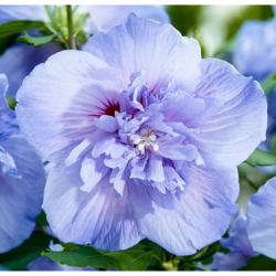 Sirinių hibiskų China Chiffon sodinukai su pristatymu į namus