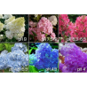 Darželinė hortenzija - Hydrangea macrophylla You&Me® EXPRESSION