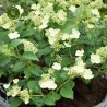 Šluotelinė hortenzija - Hydrangea paniculata PRIM WHITE
