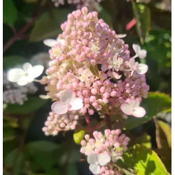 Šluotelinė hortenzija - Hydrangea paniculata MAGICAL HIMALAYA
