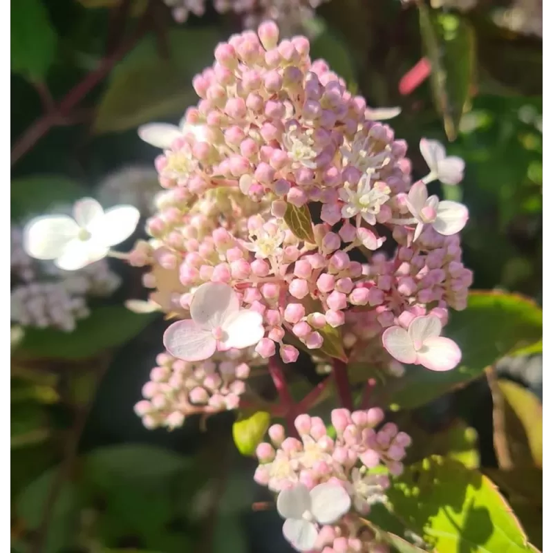 Medžiai ir krūmai internetu su pristatymu į namus visoje Lietuvoje