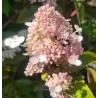 Šluotelinė hortenzija - Hydrangea paniculata MAGICAL HIMALAYA