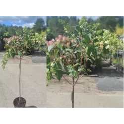 Medžiai ir krūmai internetu su pristatymu į namus visoje Lietuvoje