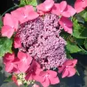 Hydrangea macrophylla KARDINAL (Teller)