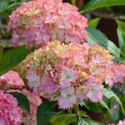 Darželinė hortenzija - Hydrangea macrophylla SO LONG SUNNY 2026 m