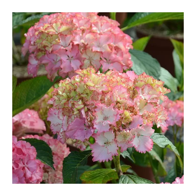 Hydrangea macrophylla SO LONG SUNNY order for 2026