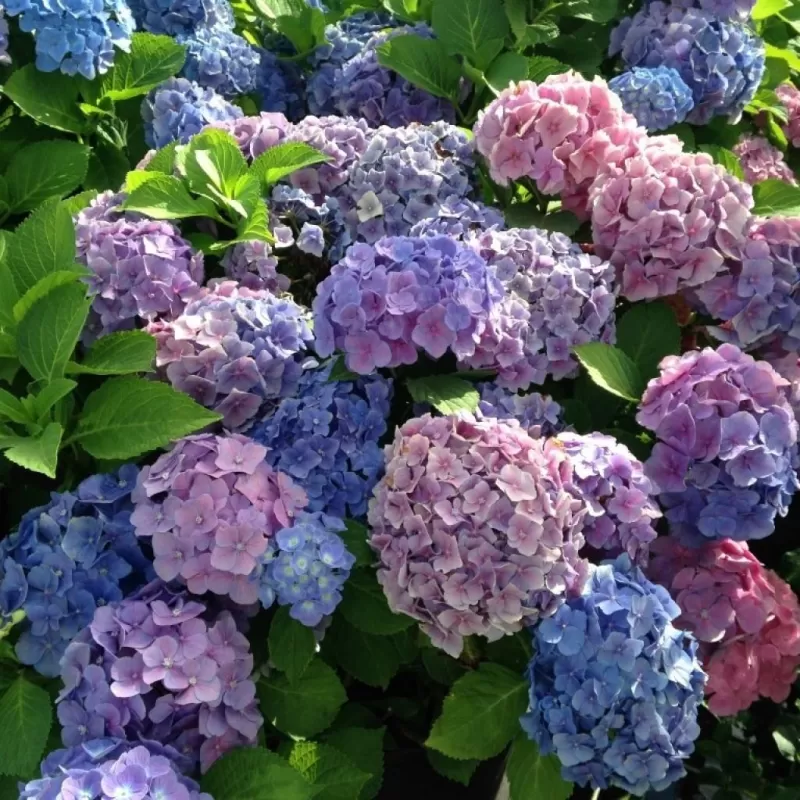 Darželinė hortenzija - Hydrangea macrophylla BODENSEE
