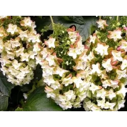 Hydrangea quercifolia BLACK PORCH