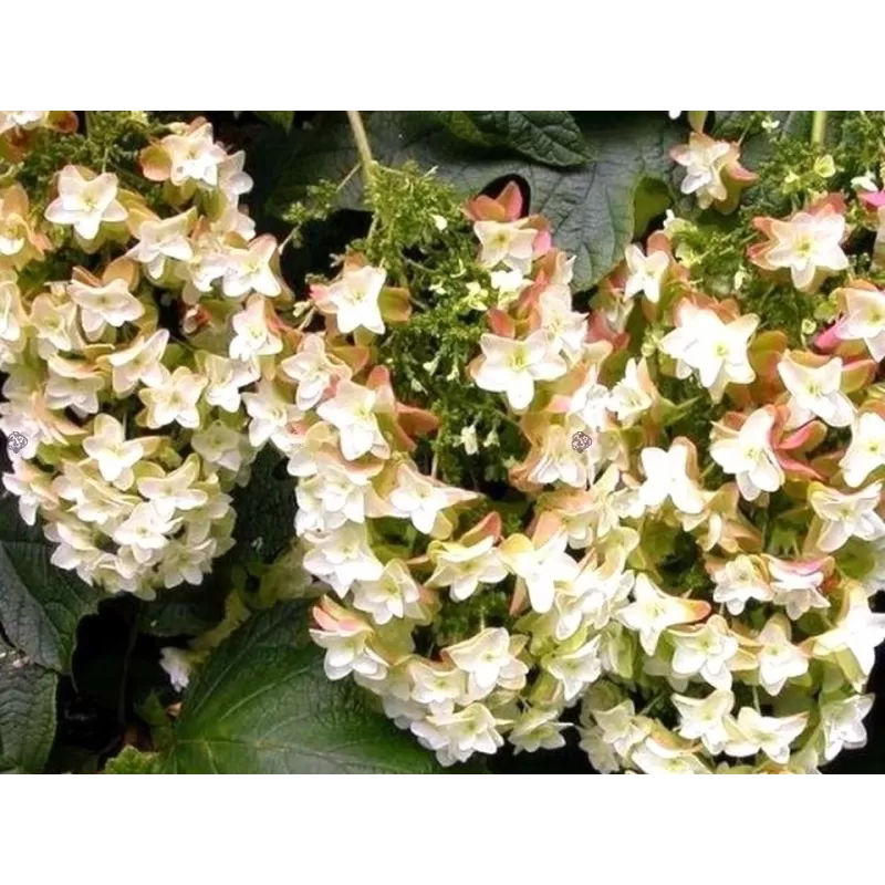 Hortenzija ąžuolialapė - Hydrangea quercifolia BLACK PORCH