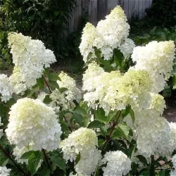 Šluotelinė hortenzija - Hydrangea paniculata DIAMANTINO