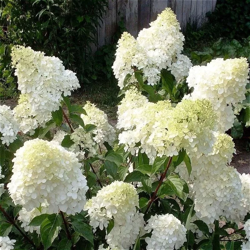 Šluotelinė (šluotinė) hortenzija - Hydrangea paniculata Diamantino