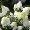 Šluotelinė (šluotinė) hortenzija - Hydrangea paniculata Diamantino