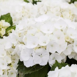 Darželinė hortenzija - Hydrangea macrophylla FOREVER & EVER® WHITE