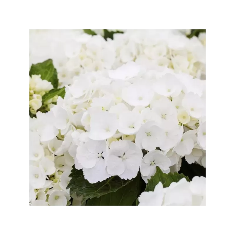 Darželinė hortenzija - Hydrangea macrophylla FOREVER & EVER® WHITE