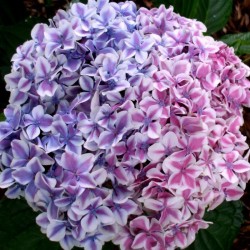 Hydrangea macrophylla Forever & Ever PEPPERMINT