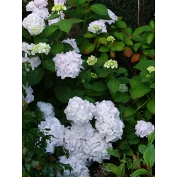 Darželinė hortenzija - Hydrangea macrophylla MADAME E. MOUILLERE