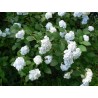 Darželinė hortenzija - Hydrangea macrophylla MADAME E. MOUILLERE