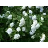 Darželinė hortenzija - Hydrangea macrophylla MADAME E. MOUILLERE