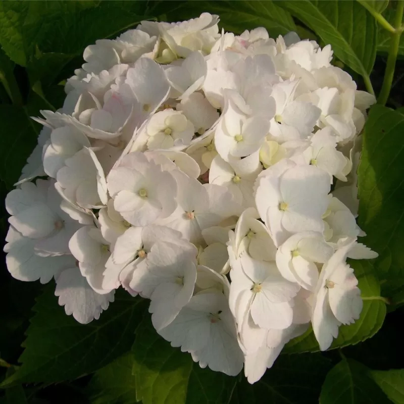 Darželinė hortenzija - Hydrangea macrophylla MADAME E. MOUILLERE