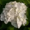 Darželinė hortenzija - Hydrangea macrophylla MADAME E. MOUILLERE