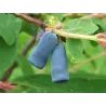 Garden plants/Trees/Flowers/ web-shop