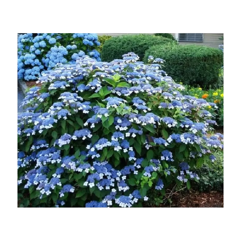 Išankstinis augalų užsakymas internetu