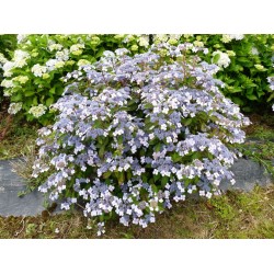 Krūminė hortenzija - Hydrangea serrata BLUEBIRD ®
