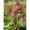 Šluotelinė hortenzija - Hydrangea paniculata PRIM RED