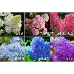 Šluotelinė hortenzija - Hydrangea paniculata PRIM RED