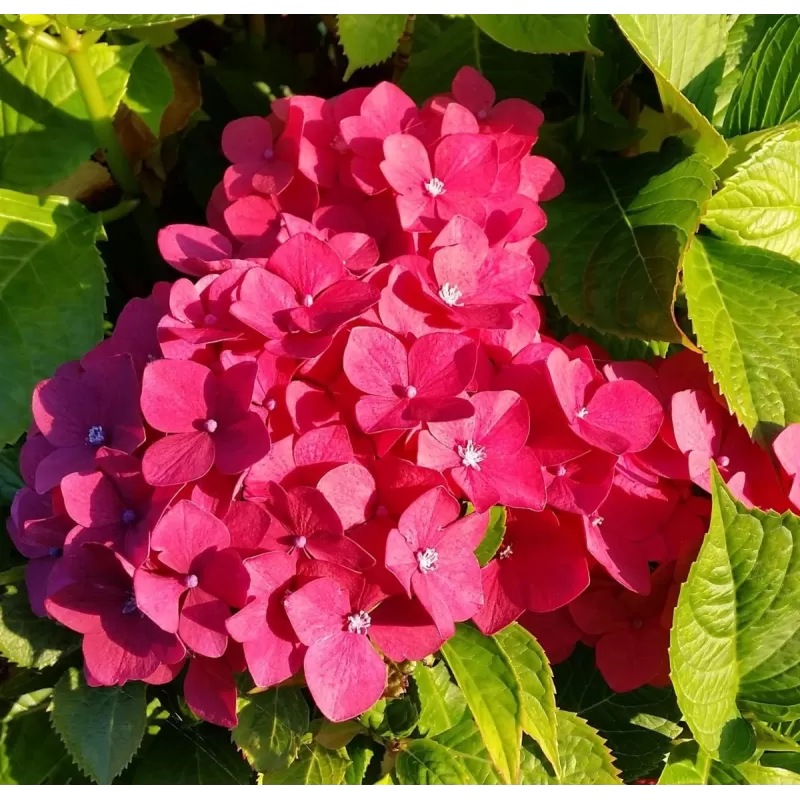 Šluotelinė hortenzija - Hydrangea paniculata PRIM RED