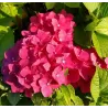Šluotelinė hortenzija - Hydrangea paniculata PRIM RED