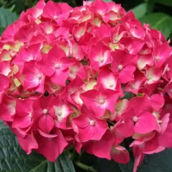 Darželinė hortenzija - Hydrangea macrophylla FOREVER & EVER RED