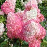 Šluotelinė hortenzija - Hydrangea paniculata PINK LADY
