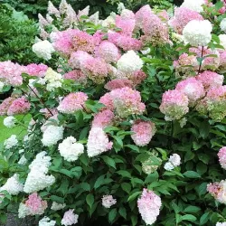 Šluotelinė hortenzija - Hydrangea paniculata PINK LADY