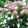 Hydrangea paniculata PINK LADY