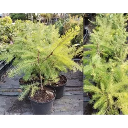 Didžioji pocūgė - Pseudotsuga menziesii