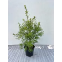 Didžioji pocūgė - Pseudotsuga menziesii