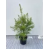 Didžioji pocūgė - Pseudotsuga menziesii
