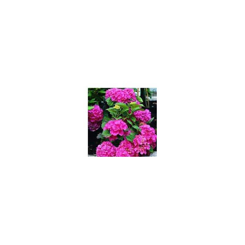 Darželinė hortenzija - Hydrangea macrophylla EVERBLOOM PINK WONDER